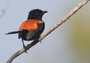 Red-backed Fairywren
