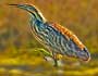 American Bittern