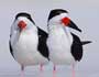Black Skimmers