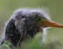 Green Heron chick