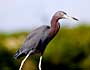 Little Blue Heron