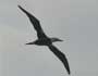 Northern Gannet