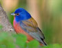 Male Painted Bunting