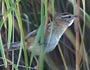 Sedge Wren