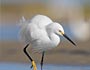 Snowy Egret
