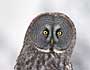 Great Gray Owl