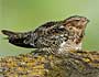 Lesser Nighthawk