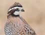 Northern Bobwhite male