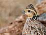 Northern Bobwhite female