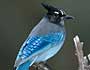 Steller's Jay