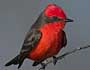 Vermillion Flycatcher