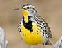 Western Meadowlark
