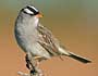 White-crowned Sparrow