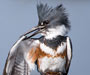 Belted Kingfisher