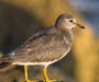 Surfbird