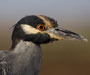 Yellow-crowned Night-Heron