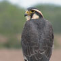 Aplomado Falcon