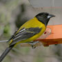 Audubon's Oriole