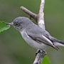 Blue-gray Gnatcatcher