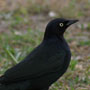 Brewer's Blackbird