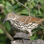 Long-billed Thrasher