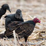Turkey and Black Vultures