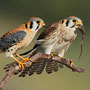 American Kestrel Pair