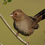 California Towhee
