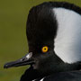 Hooded Merganser
