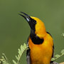 Hooded Oriole