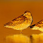 Long-billed Dowitchers