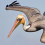 Brown Pelican