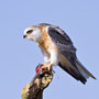 White-tailed Kite