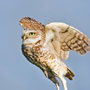 Burrowing Owl