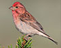 Cassin's Finch