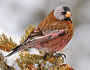 Gray-crowned Rosy-Finch (coastal subspecies)