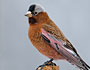 Gray-crowned Rosy-Finch (interior subspecies)