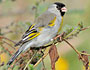 Lawrence's Goldfinch