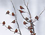 Rosy-finches