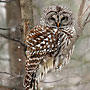 Barred Owl