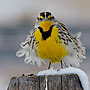 Western Meadowlark