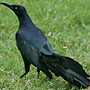 Great-tailed Grackle