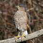 Sharp-shinned Hawk