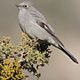 Townsend's Solitaire