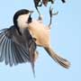 Black-capped Chickadee