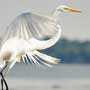 Great Egret