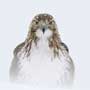 Red-tailed Hawk