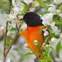 Baltimore Oriole