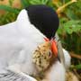 Common Tern
