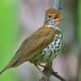 Wood Thrush